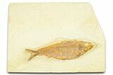Detailed Fossil Fish (Knightia) - Wyoming #379451-1